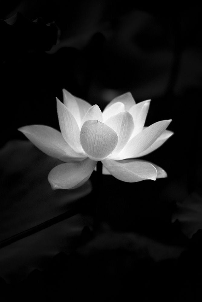 Lotus collection